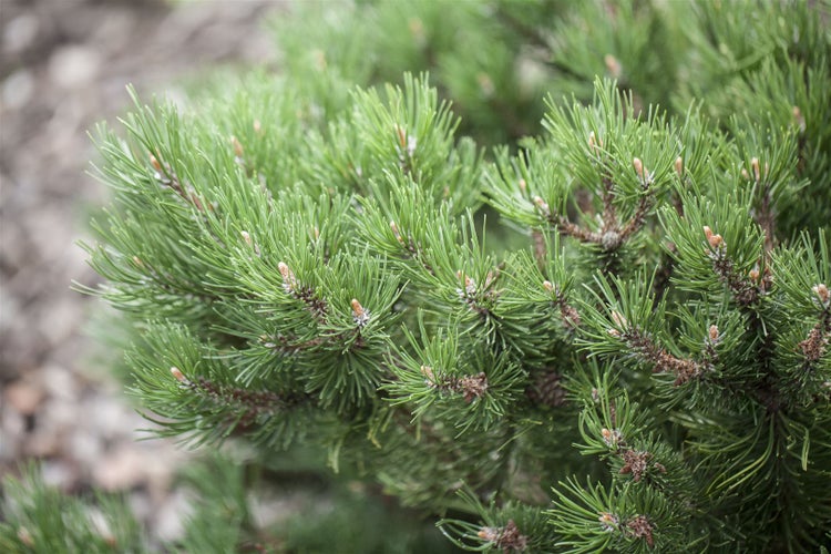 Pinus mugo 'Laurin', Bergkiefer, kompakt, 15–20 cm