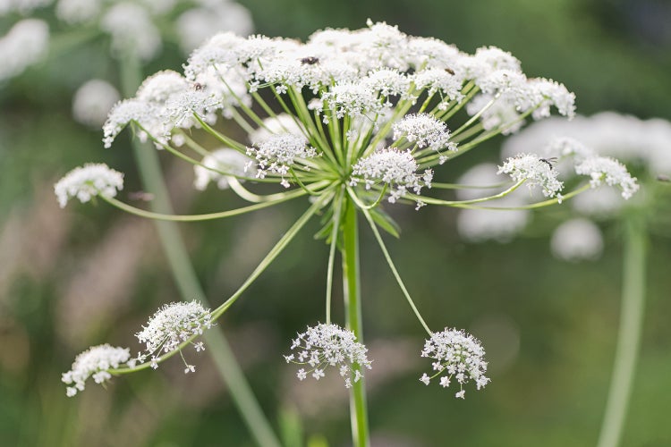 SAFLAX Anzucht Set - BIO - Kerbel - Anthriscus cerefolium - 800 Samen - Mit Mini-Gewächshaus, Anzuchtsubstrat und 2 Töpfen