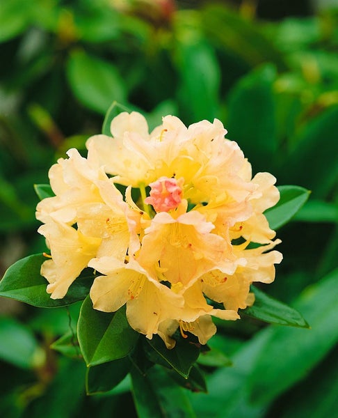 Rhododendron yakushimanum 'Golden Torch', gelb, 20–25 cm