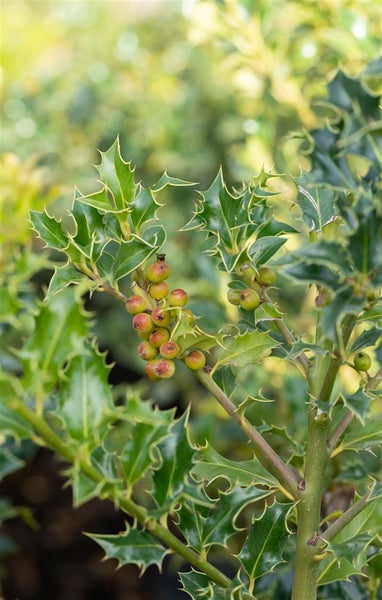 Ilex meserveae 'Heckenfee', Stechpalme, immergrün, 30–40 cm