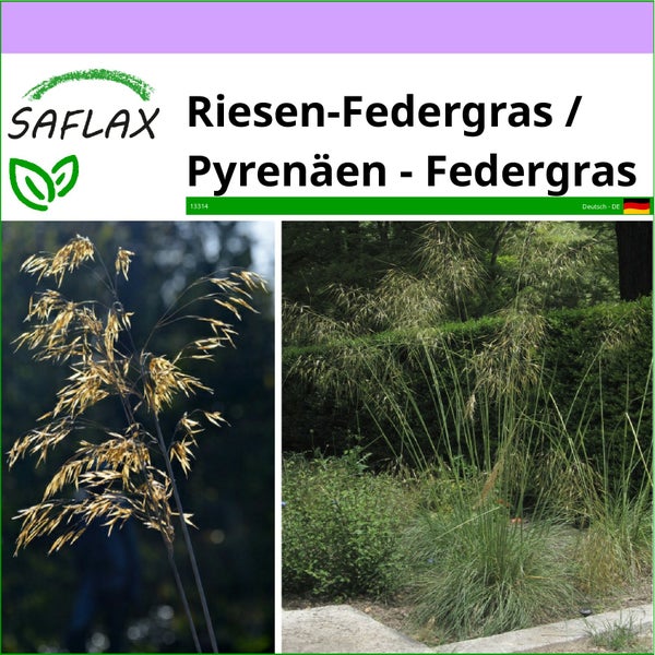 SAFLAX  - Riesen-Federgras / Pyrenäen - Federgras - Stipa gigantea - 10 Samen