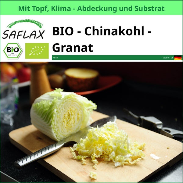 Saflax Bio Chinakohl Granat Set mit Topf, Klimaabdeckung und Substrat