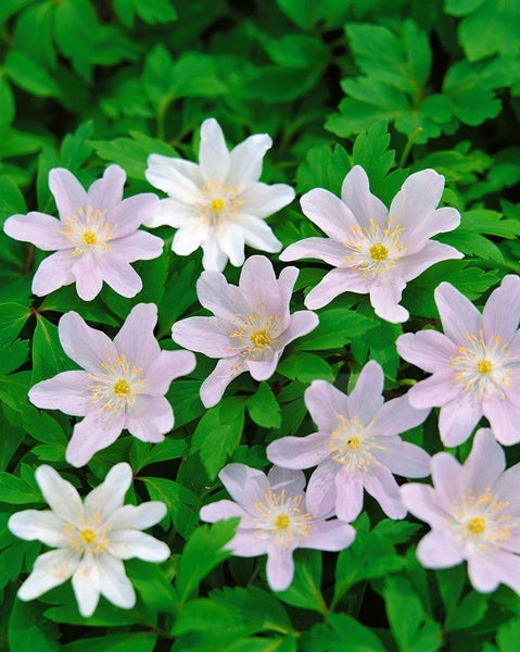 Anemone nemorosa 'Robinsoniana', Buschwindröschen, lavendelblau, ca. 9x9 cm Topf