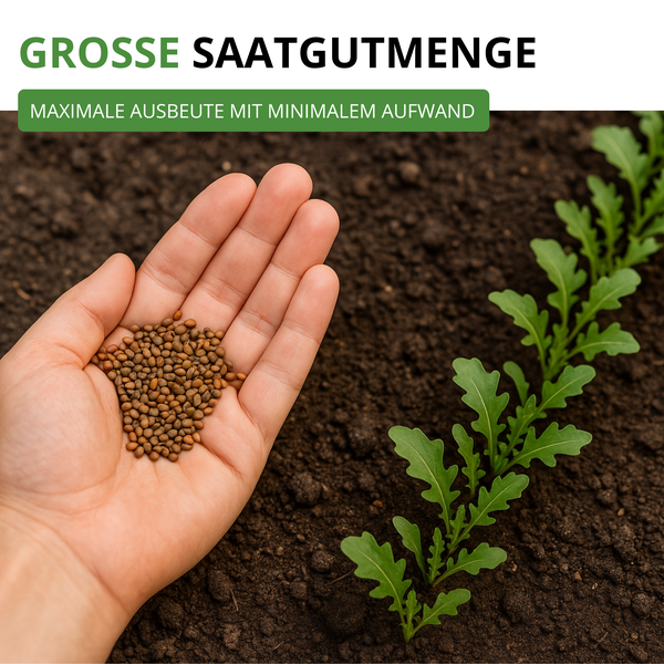 Hand hält eine große Menge Saatgut über Erde, daneben wächst eine Reihe junger Pflanzen.