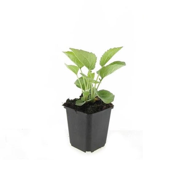 Zierstaude - Sonnenhut - Echinacea purpurea 'Magnus' - 9cm Topf - Set mit 6 Pflanzen
