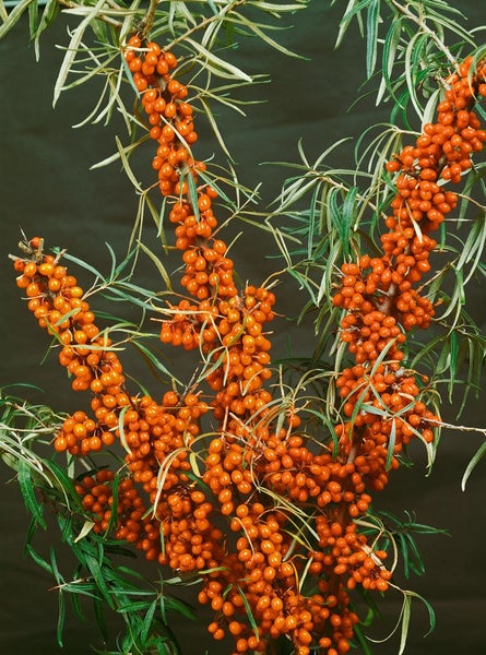 Hippophae rhamnoides, Sanddorn, 40–60 cm