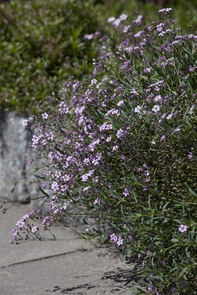 Gypsophila repens 'Rosea', Teppich-Schleierkraut, rosa, ca. 9x9 cm Topf