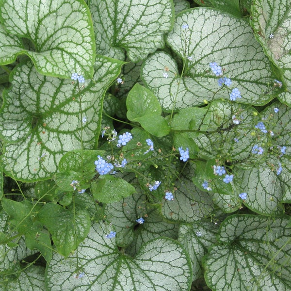 Nahaufnahme einer Kaukasusvergissmeinnicht-Pflanze mit Blüten