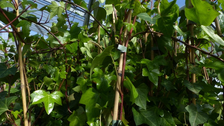 50 Stück Efeu Hedera helix 180 - 200 cm Pyramide Säule winterhart Kletterpflanze Hecke Sichtschutz blickdicht