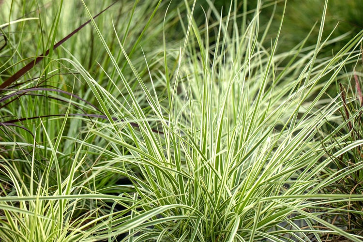 Arrhenatherum elatius ssp. bulbosum 'Variegatum', Ziergras, ca. 9x9 cm Topf