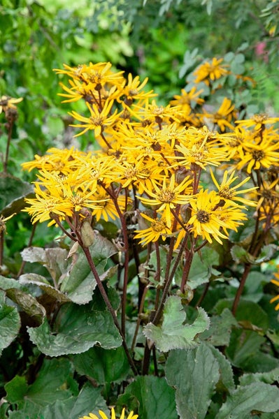 Ligularia dentata 'Britt-Marie Crawford', dunkelrot, ca. 11x11 cm Topf