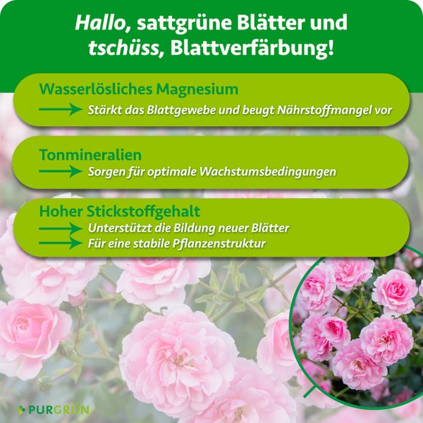 Infografik zum PurGrün Pflanzendünger für sattgrüne Blätter mit Informationen zu Magnesium, Tonmineralien und Stickstoffgehalt bei Rosen.