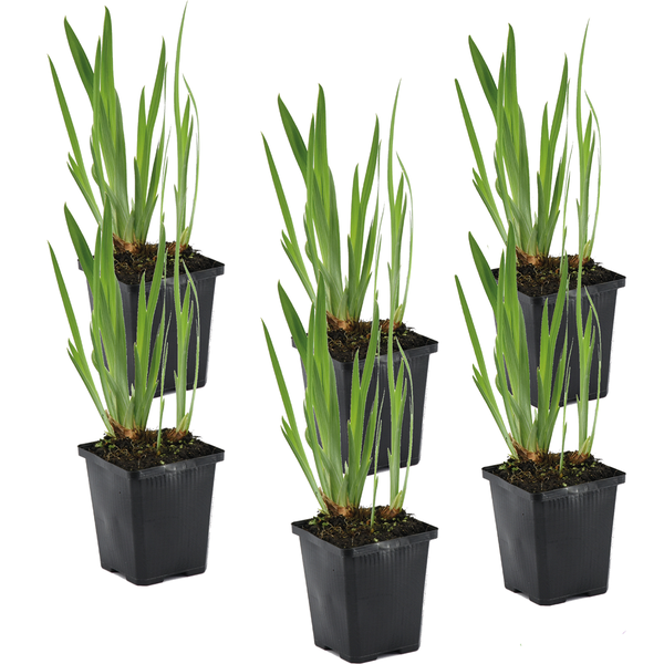 Sechs junge Gartenpflanzen mit langen grünen Blättern in schwarzen quadratischen Kunststofftöpfen.