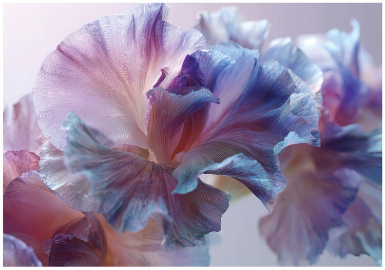 Nahaufnahme einer irisierenden Blume