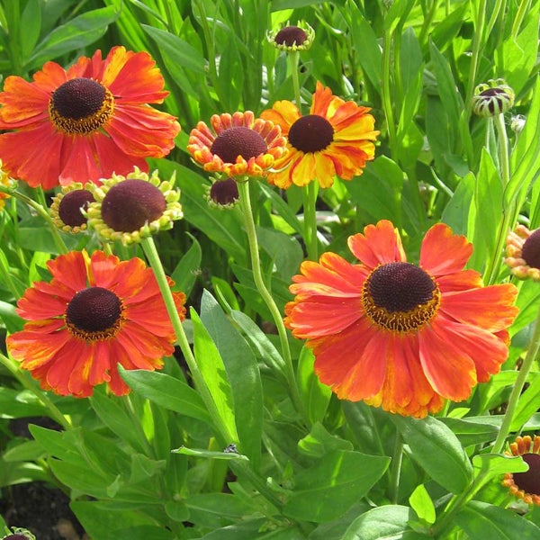 Nahaufnahme von orangefarbenen Sonnenbraut Blumen mit grünen Blättern