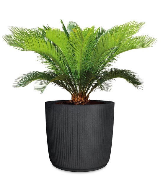 Ein Cycas Revoluta Palmfarn in einem modernen, gerippten Pflanzgefäß.