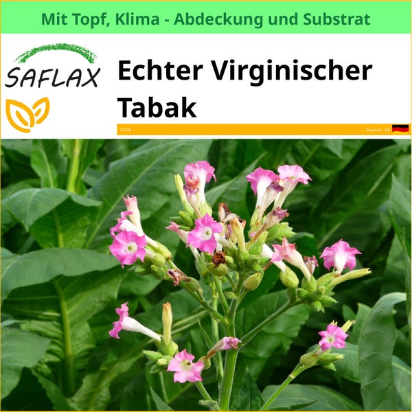Echter Virginischer Tabak von Saflax mit Topf, Klima Abdeckung und Substrat