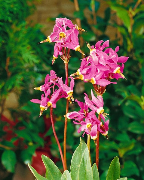 Dodecatheon meadia, Shooting Star, rosa Blüten, ca. 9x9 cm Topf