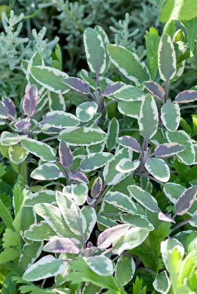 Salbei-Pflanze mit grün-weissen Blättern