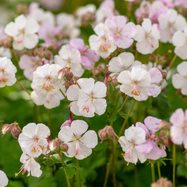 Bloomique - 3er Set - Geranium Cantabrigiense Biokovo - Storchschnabel - Weiß-Rosa Blüten - Winterhart - Höhe 10-20cm - Topf 9x9cm