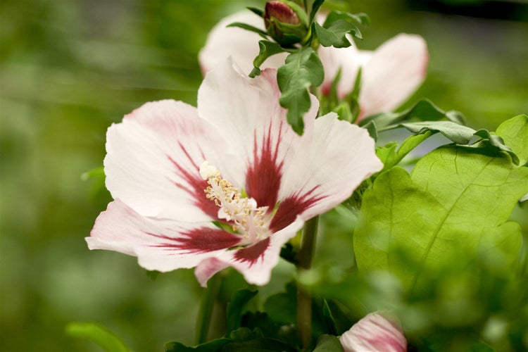 Hibiscus syriacus 'Hamabo', Roseneibisch, rosa Blüten, 80–100 cm