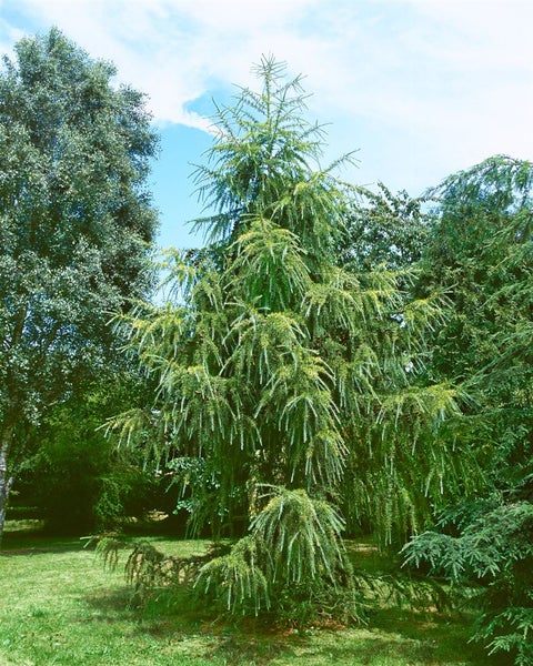 Europäische Lärche im Garten