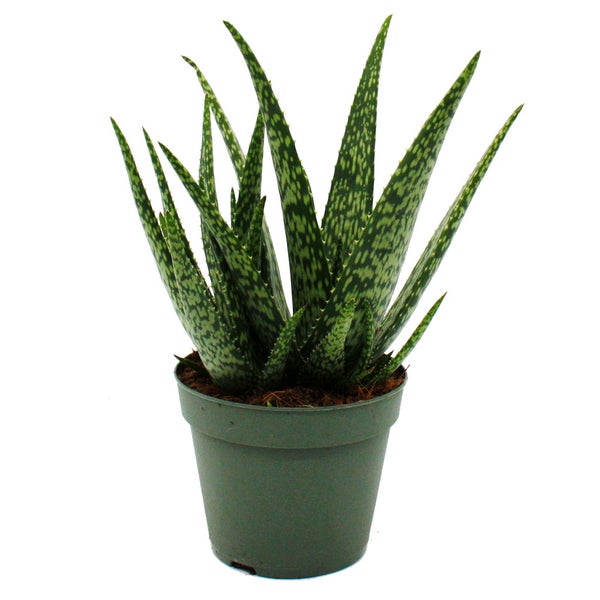 Aloe MEDIVERA Meridian - Neue Aloe vera Züchtung - 14cm Topf - ca. 30cm hoch