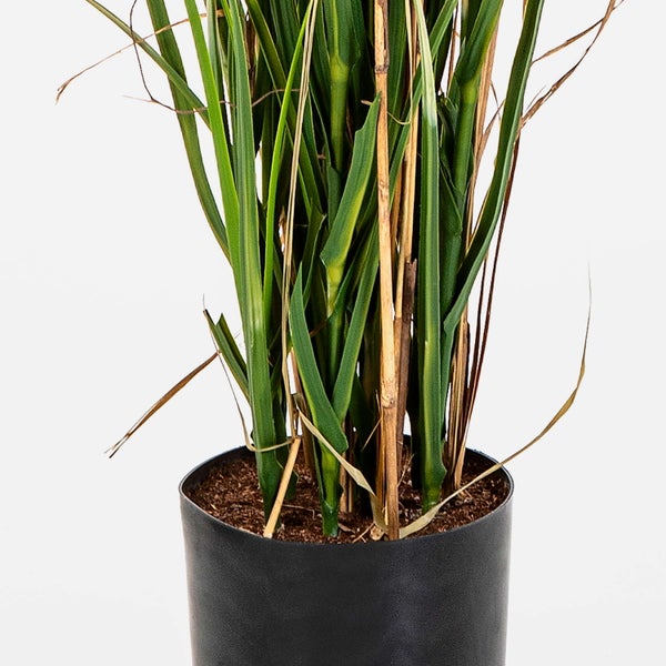 Künstliche Graspflanze im schwarzen Topf mit grünen und braunen Halmen.