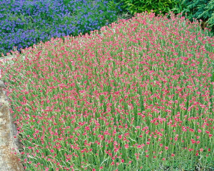 Antennaria dioica 'Rubra', Katzenpfötchen, rosa, ca. 9x9 cm Topf