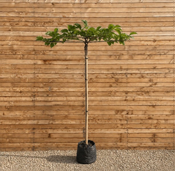 Stämmchen als Dachform mit grünen Blättern in einem schwarzen Pflanzsack vor einer Holzwand.
