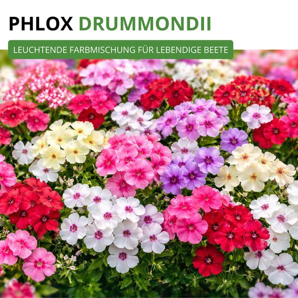 Ein bunte Mischung aus Phlox drummondii Blumen in verschiedenen Farben für die Gartengestaltung.