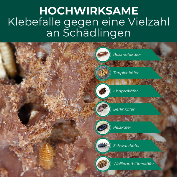Klebefalle gegen eine Vielzahl von Schädlingen mit Reismehlkäfer, Teppichkäfer, Khaprakäfer, BerlinKäfer, Pelzkäfer, Schwarzkäfer und Wollkrautblütenkäfer.
