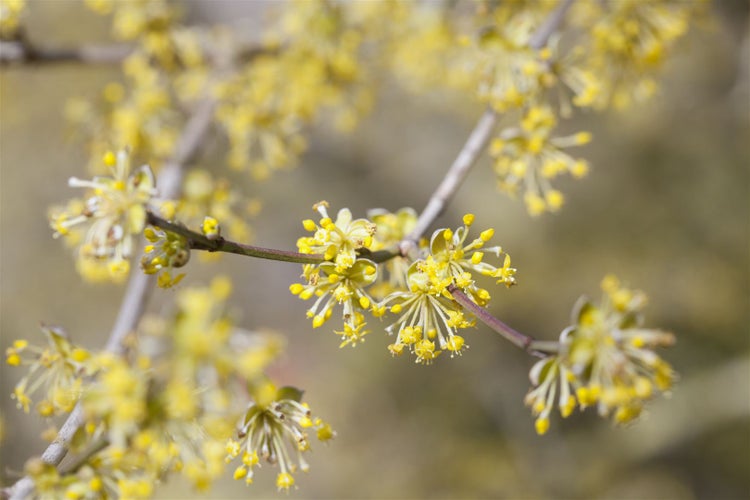 Cornus mas, Kornelkirsche, gelbe Blüten, 60–100 cm