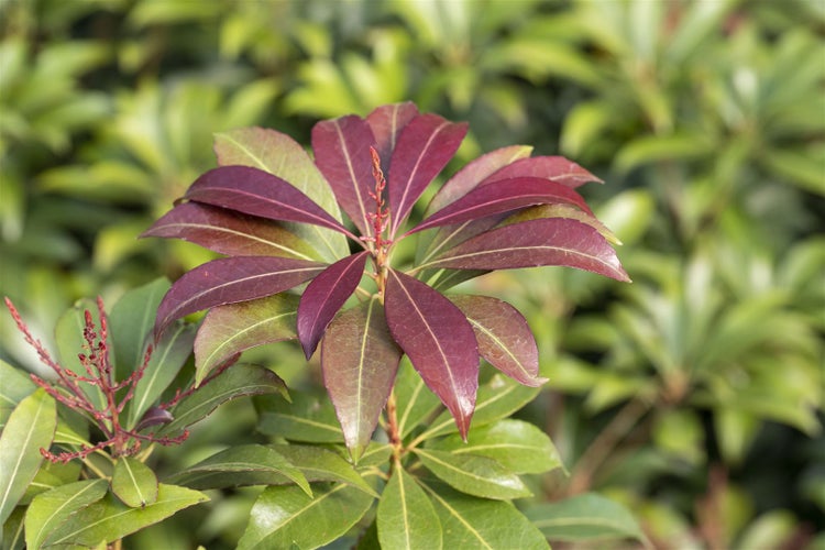Pieris japonica 'Red Mill', Japanische Lavendelheide, rot, 20–25 cm