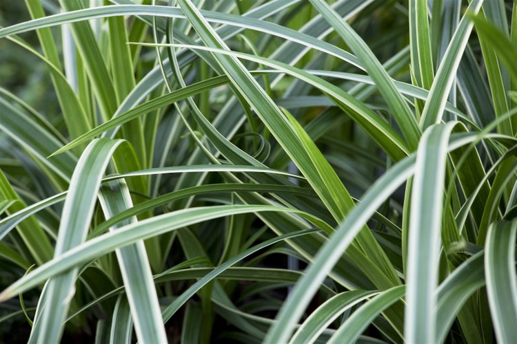 Carex morrowii 'Ice Dance', Japan-Segge, immergrün, ca. 9x9 cm Topf