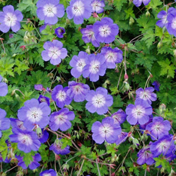Nahaufnahme einer Gruppe von Storchschnabelblüten im Garten
