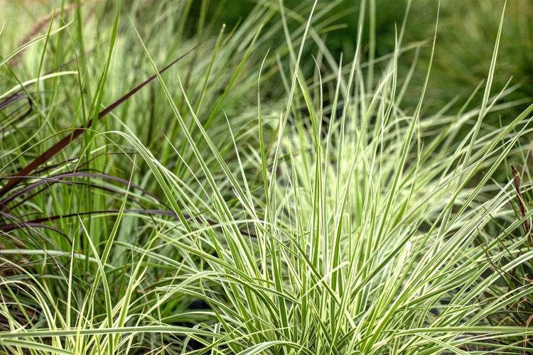 Grasbüschel mit schmalen Blättern für den Garten