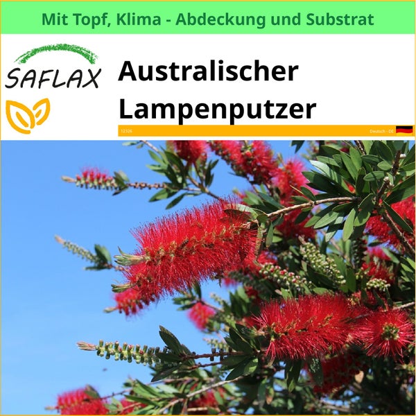 Australischer Lampenputzer mit Topf, Klimaabdeckung und Substrat