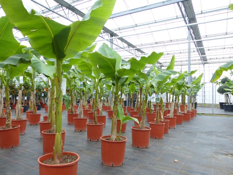 Bananenpflanzen in Töpfen in einem hellen, organisierten Gewächshaus mit Glasdach.