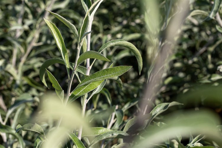 Nahaufnahme der schmalen, lanzettlichen Blätter einer Weide im Garten.
