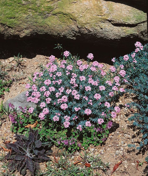 Aethionema grandiflorum, Steintäschel, rosa Blüten, ca. 9x9 cm Topf