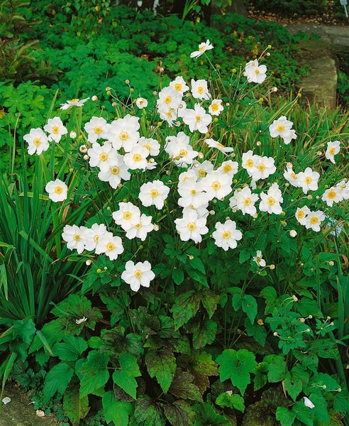Anemone japonica 'Honorine Jobert', Herbst-Anemone, weiß, ca. 9x9 cm Topf