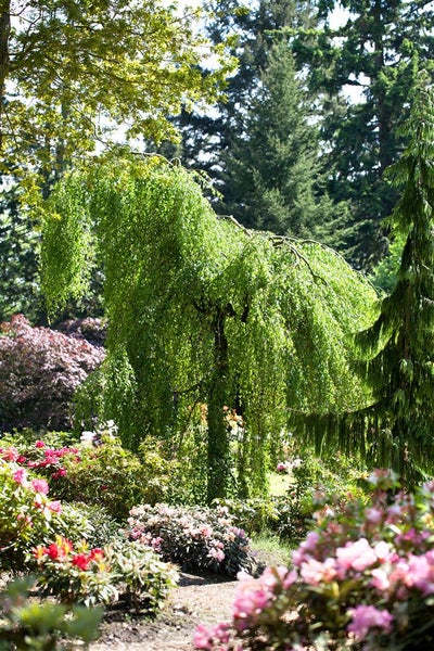 Betula pendula 'Youngii', Hängebirke, 60 cm Stammhöhe