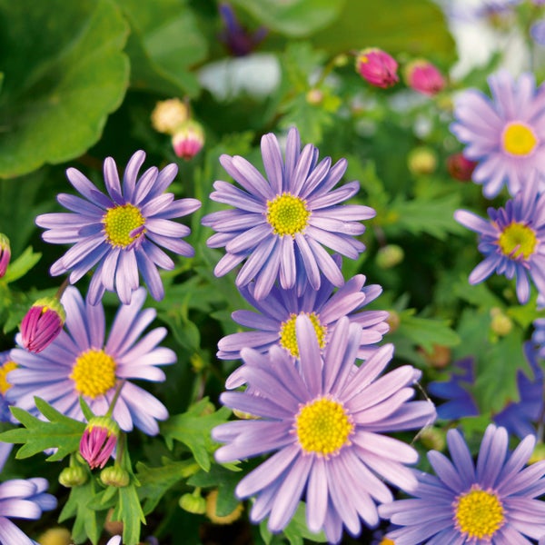 Brachyscome-Blüten mit lilafarbenen Blütenblättern und gelber Mitte, umgeben von grünen Blättern und Knospen.