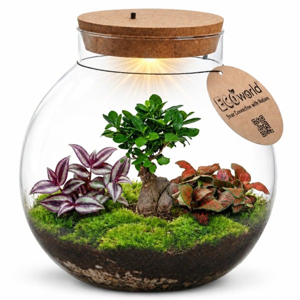 Ökosystem im Glas mit Beleuchtung im Korkdeckel und verschiedenen Zimmerpflanzen inklusive Eco World Logo Anhänger