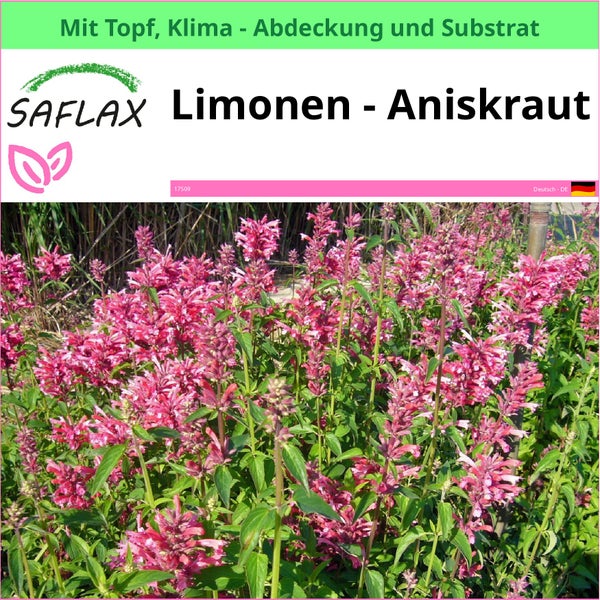 Saflax Limonen-Aniskraut Pflanze im Topf mit Klimaabdeckung und Substrat