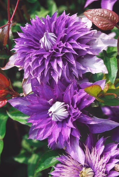 Clematis Hybride 'Multi Blue', Waldrebe, blau, 40–60 cm