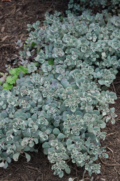 Sedum cauticola 'Lidakense', Fetthenne, rosa Blüten, ca. 9x9 cm Topf
