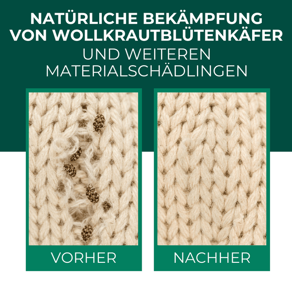 Vorher-nachher-Vergleich von Wolltextilien mit und ohne Wollkrautblütenkäfer