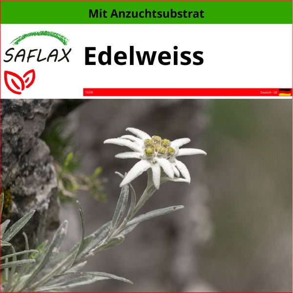 SAFLAX  - Edelweiss - Leontopodium alpinum - 500 Samen - Mit keimfreiem Anzuchtsubstrat